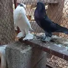 زوج حمام نفاخ