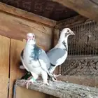 للبيع جوز حساوي