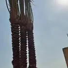 نخل للبيع جميع انواع انخيل