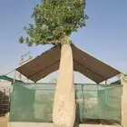 للبيع كريزيا مهرشه الفيل