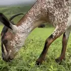 مطلوب معزا جنوبية