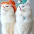 فندقه خمس نجوم