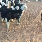 يوجد لدينا خرفان نجد العمر 5 شهور اكثر ورخال العمر شهرين ونص