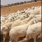 انا السوداني يدور عمر راعي غنوه