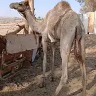 بكره لقيه فيها ابوها حر