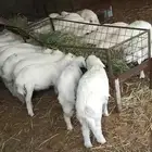 ذبايح حريات. لباني
