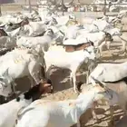 تيوس صومالية مرابي لها شهرين