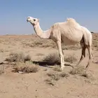ناقة حايل