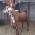 للبيع تيس هولندي