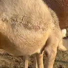 حاشي قصب العمر 6 شهور تحت امة حليب فقط..تم البيع