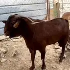 تيس أدهم فاخررر وصنف