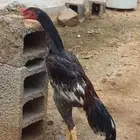 فاروخ ديك ياباني