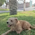 كلب مفقود الي يشوفه يتواصل معي