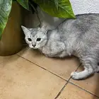 عاجل قطة انثى للتبني ضروري ومستعجل