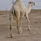 للبيع ناقه لقحه