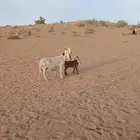 عنز مشروكة معها تيس شهرين ونص