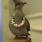 خلخليت اليف واجواز منتجه