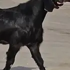 الفحل القادم تيس جذع قبرصي لون اسود صافي هامة وقامة..