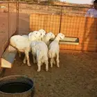 طليان للبيع