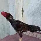 ديك شامو ياباني