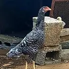 دجاجه باكستاني سندي بيور