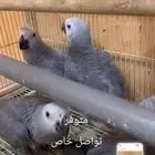 فروخ كاسكو اليفه