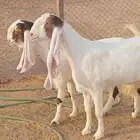 معزا مشاريك خصم