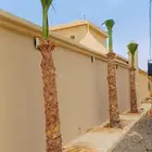 نخل امريكي