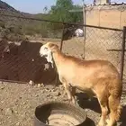 خروف سواكني درماني صنف الصنف