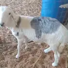 طلي سواكني للبيع