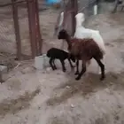 نعجة عشار ورخل منتوج