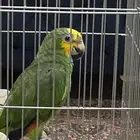 ببغاء امازون