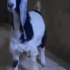 للبيع تيس عارضي ذبح الحاله سمين وسليم شرط