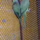 جوز ببغاء الدرة