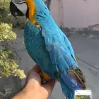 مكاو بلواند قولد اليف