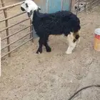 رخل