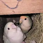 للبيع جوز روز مع فروخه