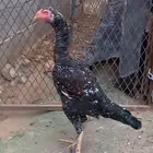 زجاج باكستاني سندي بيور اللون واضح