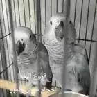 فروخ كاسكو اليفه احجام