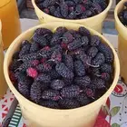 توت طايفي