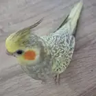 فرخ كروان العمر شهرين