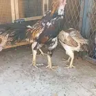 19حبه شامو ياباني مخرج25
