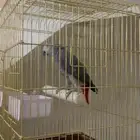 كاسكو متكلم سور قرانيه