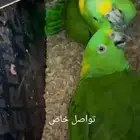 زوج يلوناب منتج مشروط