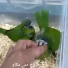 فروخ ميني مكاو اليفين