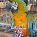 فرخ مكاو هجين شام بلو