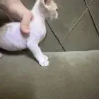 قطة للتبني