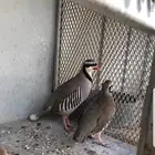 حجل أفغاني للبيع