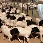 بربري برابر صومالية تيوس صومالية مستوردة سعر ممتاز