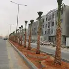نخل واشنطن شبكات ري